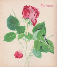 castor-le bouquet-naka.jpg